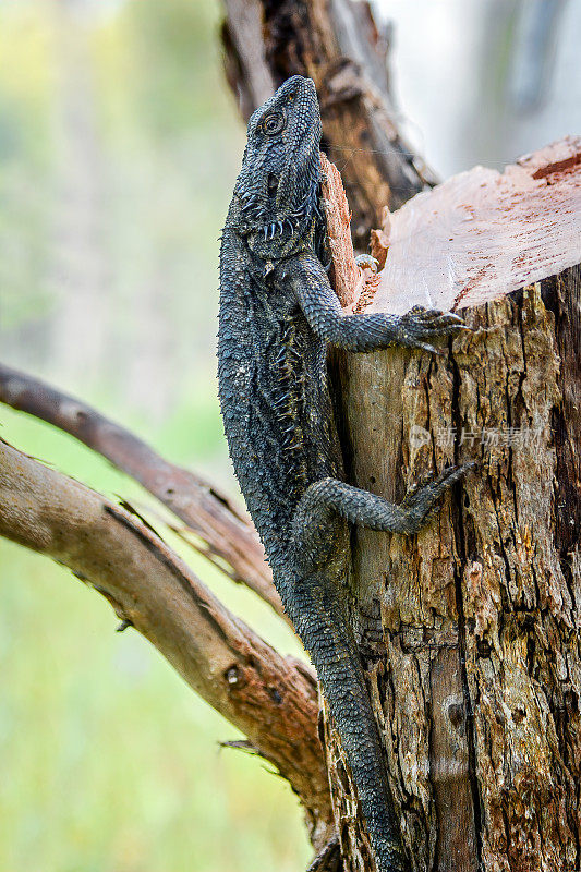 东方胡须龙(Pogona barbata)